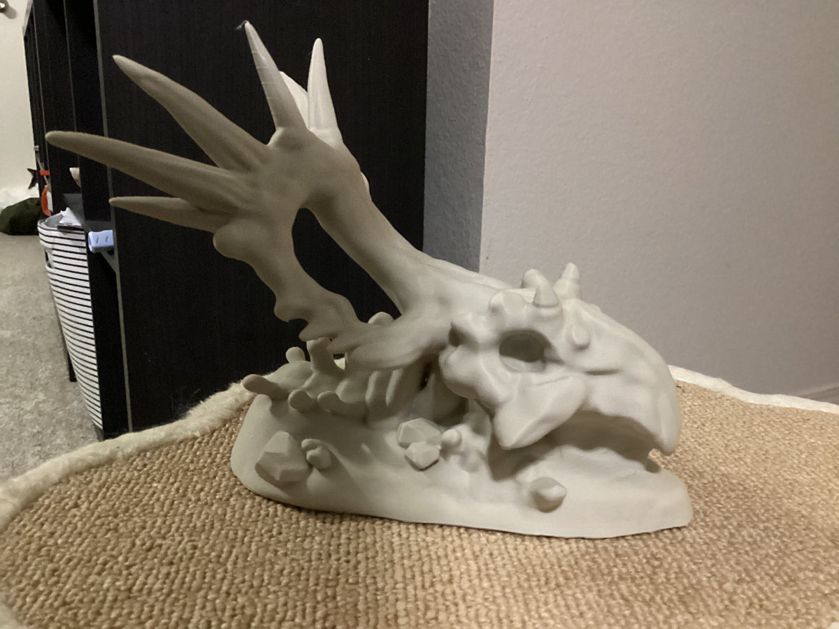 Triceratops skull