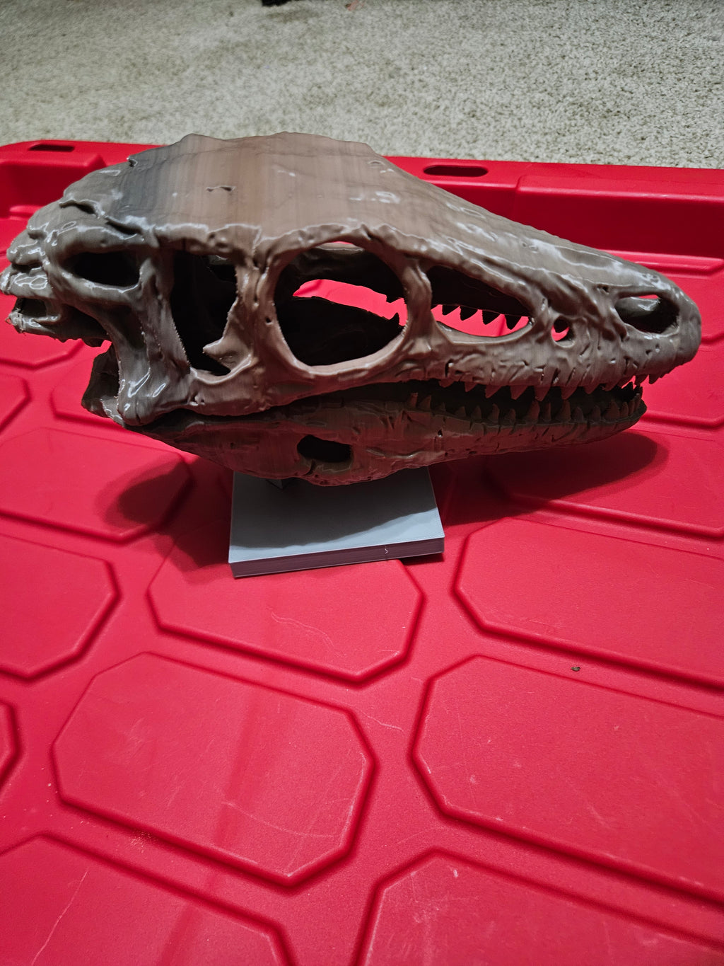 Velociraptor skull