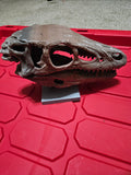 Velociraptor skull