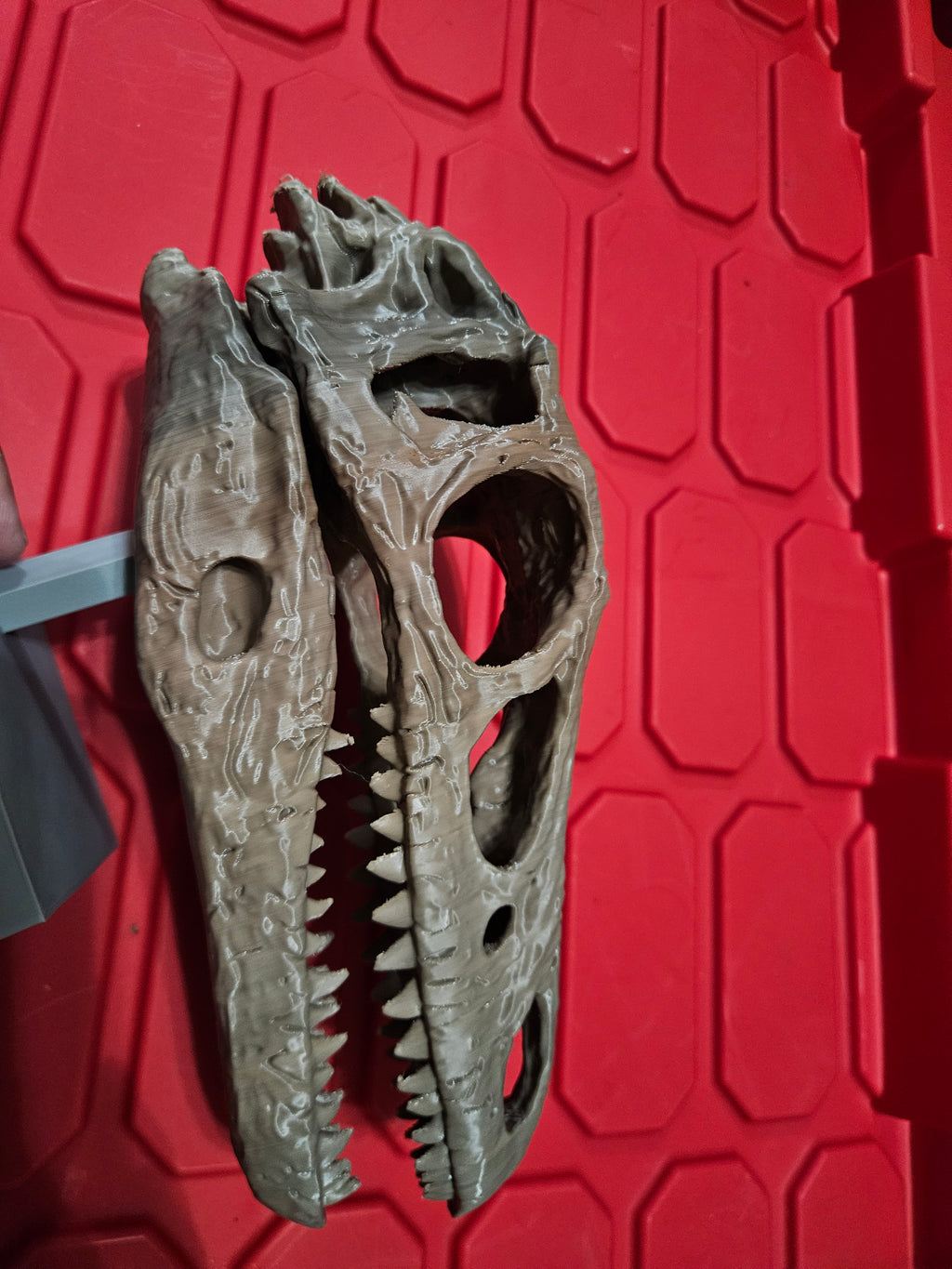 Velociraptor skull