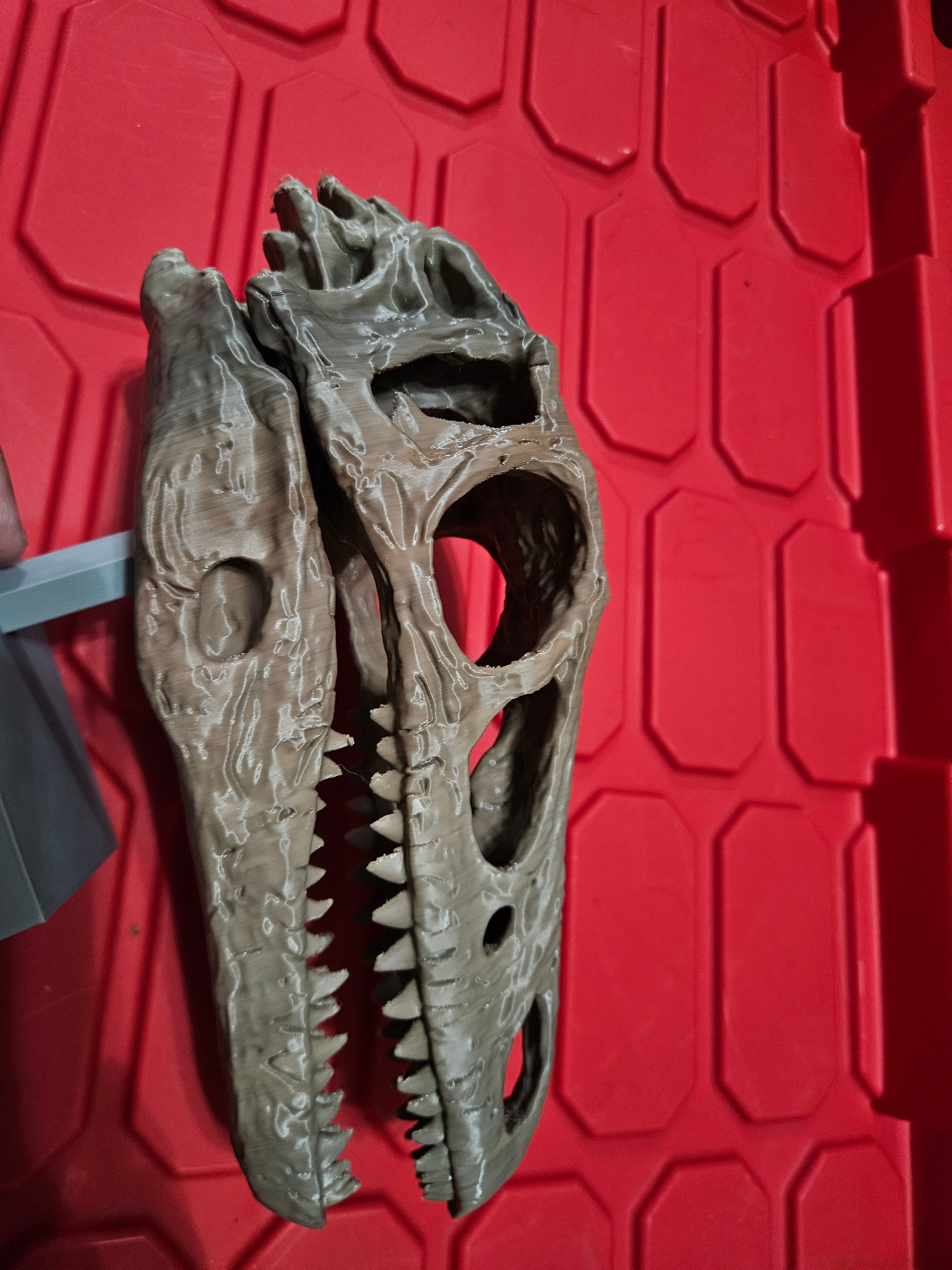 Velociraptor skull