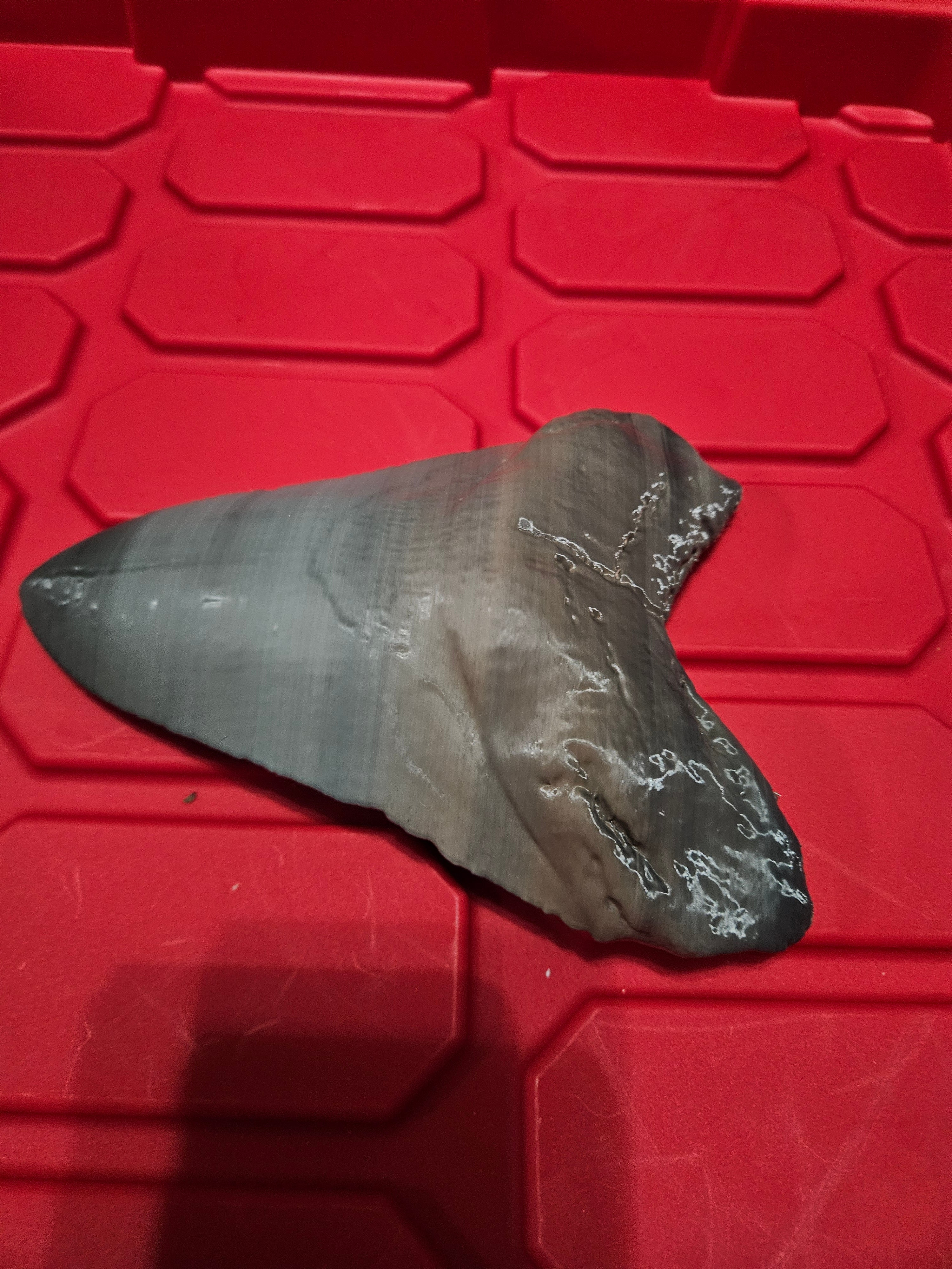 Megladon tooth