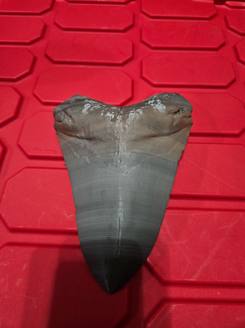 Megladon tooth